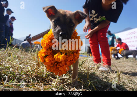 Kathmandu, Nepal. 27 Okt, 2019. Ein Welpe mit Kranz um den Hals während des Festivals. Kukur Tihar oder Kukur Puja bedeutet wörtlich die Anbetung der Hunde. Dies ist ein Mini-Festival innerhalb eines größeren Hindu Feier von Diwali, das Festival der Lichter. Nach nepalesischer Tradition, einer der festlichen Tage ist ausschließlich für die meisten gewidmet der menschlichen Freund und Wächter gewidmet. In der hinduistischen Religion, ein Hund ist ein heiliges Tier, die eine besondere Bindung an einen Menschen zu haben, um uns auf unserem Weg in den Himmel zu begleiten. Credit: SOPA Images Limited/Alamy leben Nachrichten Stockfoto