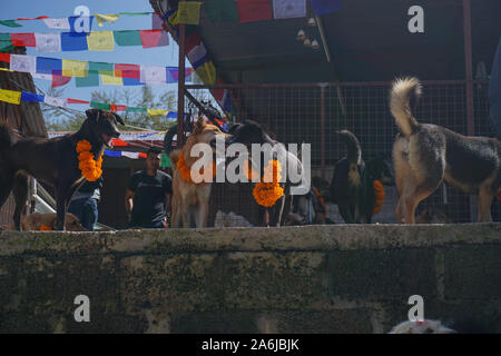 Kathmandu, Nepal. 27 Okt, 2019. Hunde mit Kranz um den Hals während des Festivals. Kukur Tihar oder Kukur Puja bedeutet wörtlich die Anbetung der Hunde. Dies ist ein Mini-Festival innerhalb eines größeren Hindu Feier von Diwali, das Festival der Lichter. Nach nepalesischer Tradition, einer der festlichen Tage ist ausschließlich für die meisten gewidmet der menschlichen Freund und Wächter gewidmet. In der hinduistischen Religion, ein Hund ist ein heiliges Tier, die eine besondere Bindung an einen Menschen zu haben, um uns auf unserem Weg in den Himmel zu begleiten. Credit: SOPA Images Limited/Alamy leben Nachrichten Stockfoto