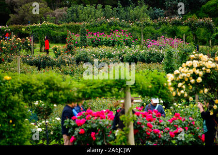 Besucher genießen Frühling Rosen blühen, Victorian, Rosengarten, Werribee Park, Melbourne, Australien Stockfoto