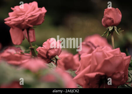 Rosa Rot Frühling Rosen blühen, Victorian, Rosengarten, Werribee Park, Melbourne, Australien Stockfoto