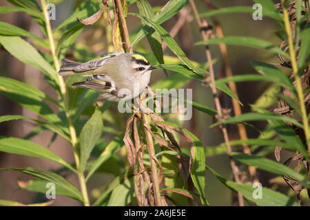 Eine goldene gekrönte Kinglet Grünfutter für eine Mahlzeit unter einigen Goldrute bei Toronto, Ontario beliebte Ashbridges Bay Park im Herbst Migration. Stockfoto