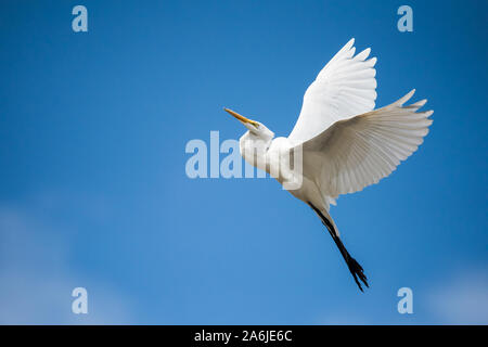 Ein Silberreiher nimmt Flug bei ashbridges Bay Park in Toronto, Ontario. Stockfoto