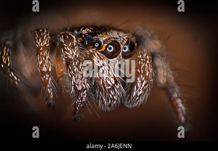 Zebra zurück (Salticus scenicus) Spider Stockfoto