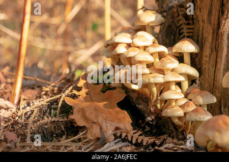 Pilze in Gruppe Rickenella Fibel im schönen Herbst Farben gegen einen Baumstamm Stockfoto
