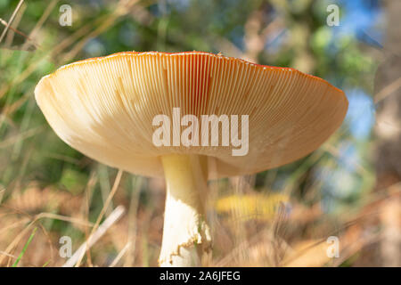 Die fly Agaric, Amanita muscaria Pilze ist ein markantes, der in der Tiefebene üblich ist, eine Nahaufnahme Stockfoto