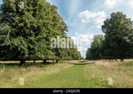 Allgemeine Ansicht, eine Allee von Linden (Tilia x europaea), die durch Home Park, in der Nähe von Hampton Court Palace, Hampton, Großbritannien. Stockfoto