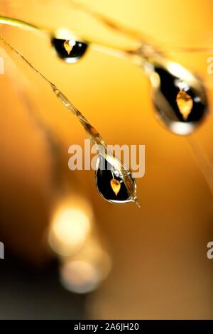 Ein Makro Portrait von Wassertropfen hängen von einem Grashalm mit in den Tröpfchen die Brechung eines Sturzes farbige Blatt. Stockfoto