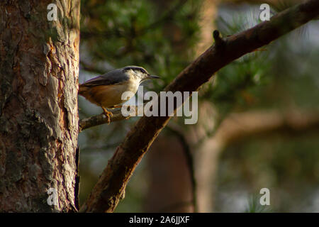 Kleiber sitzen auf einem Pine Tree Branch der Sonne zugewandten Stockfoto