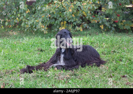 Cute Afghan hound liegt auf einer grünen Gras im Herbst Park. Östlichen Greyhound oder persischer Windhund. Heimtiere. Reinrassigen Hund. Stockfoto