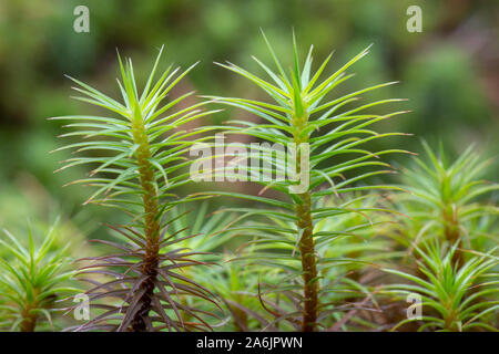 Nahaufnahme der haircap Moss (polytrichum Strictum), in den Highlands von Schottland, Großbritannien. Stockfoto