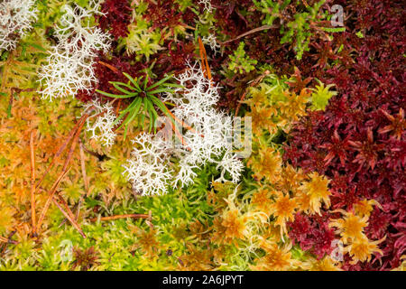 Waldboden mit bunten sphagnum Moos (Sphagnum angustifolium), Rentier Flechten (Cladonia portentosa) Sämling und Gemeine Kiefer (Pinus sylvestris). Stockfoto