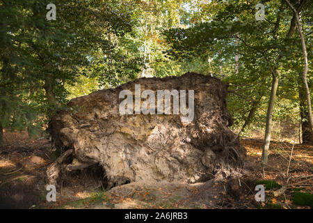 Wurzeln und Stamm eines umgefallenen Baumes aufgrund von Dürre und Sturm, der in einem Wald in den niederlanden liegt Stockfoto