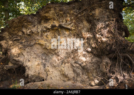Wurzeln und Stamm eines umgefallenen Baumes aufgrund von Dürre und Sturm, der in einem Wald in den niederlanden liegt Stockfoto