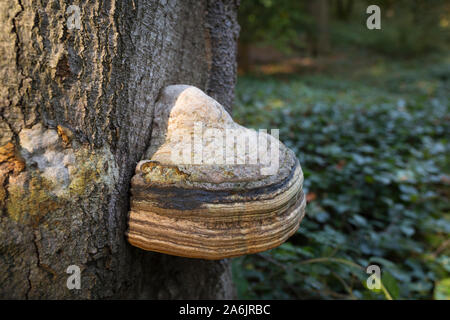 Halterung Pilz wächst an den Stamm eines toten Buche Stockfoto