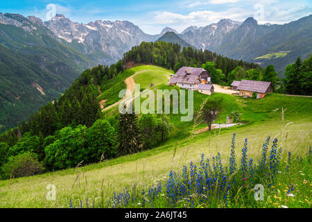 Erstaunlich frühling landschaft mit Alpenblumen und schneebedeckten Bergen in Slowenien. Logarska Dolina und alpinen ländlichen Bauernhof mit Häusern aus der Solcava panor Stockfoto