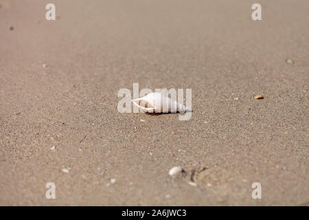 Weiß Tibia Tibia fusus Shell auf dem Sand am Strand. Stockfoto