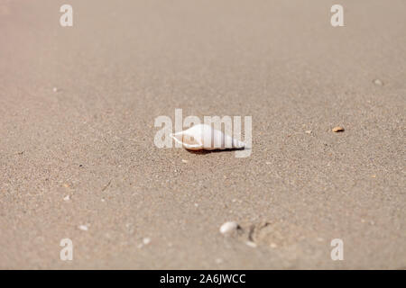 Weiß Tibia Tibia fusus Shell auf dem Sand am Strand. Stockfoto