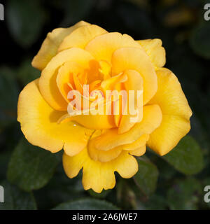 Eine einzelne gelbe Rose, "Keep Smiling". Stockfoto