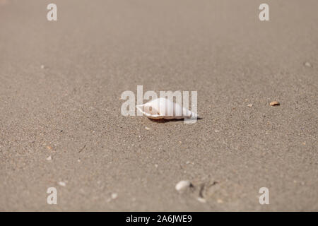 Weiß Tibia Tibia fusus Shell auf dem Sand am Strand. Stockfoto