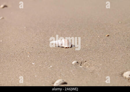 Weiß Tibia Tibia fusus Shell auf dem Sand am Strand. Stockfoto