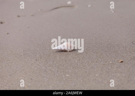 Weiß Tibia Tibia fusus Shell auf dem Sand am Strand. Stockfoto