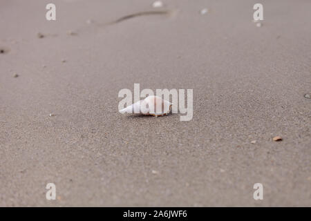 Weiß Tibia Tibia fusus Shell auf dem Sand am Strand. Stockfoto