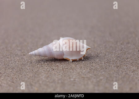 Weiß Tibia Tibia fusus Shell auf dem Sand am Strand. Stockfoto