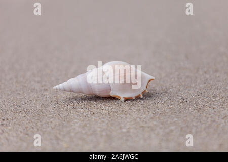 Weiß Tibia Tibia fusus Shell auf dem Sand am Strand. Stockfoto