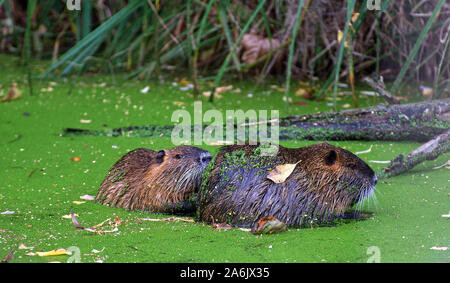Zwei Nutrias nutria im Fluss Stockfoto