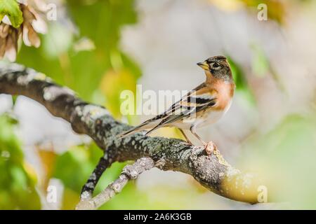 Das Hocken Bergfink, eine Orange, Schwarz und Weiß Vogel von Finch Familie. Verschwommene Grau, Gelb und Grün. Herbst sonniger Tag in der Natur. Stockfoto