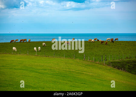 Die französische Opalküste zwischen Cap Gris-Nez und Kappe Blanc-Nes in der Region Pas de Calais in Nordfrankreich Stockfoto