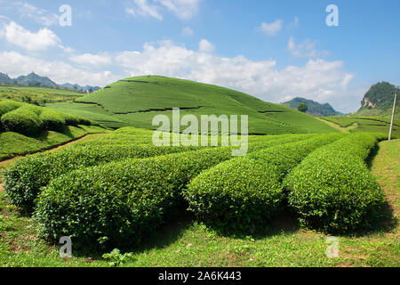 Grüner Tee terrasse Felder im Moc Chau, nordwestlich von Vietnam Stockfoto