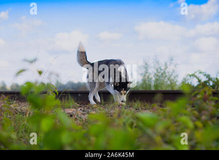 Husky Hund auf den Gleisen bei einem Spaziergang durch die Natur Stockfoto