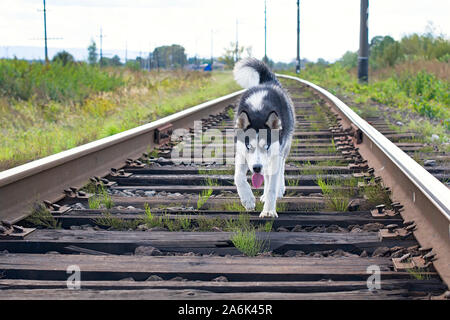 Husky Hund auf den Gleisen bei einem Spaziergang durch die Natur Stockfoto