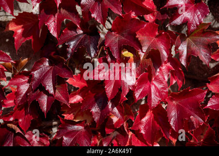 Red Virginia Rebe auf eine Wand im Herbst Stockfoto