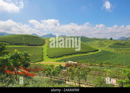 Grüner Tee terrasse Felder im Moc Chau, nordwestlich von Vietnam Stockfoto