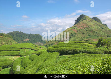 Grüner Tee terrasse Felder im Moc Chau, nordwestlich von Vietnam Stockfoto