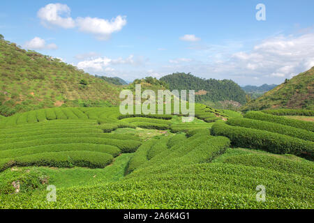 Grüner Tee terrasse Felder im Moc Chau, nordwestlich von Vietnam Stockfoto