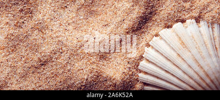 Muschel im Sand. Ansicht von oben Banner mit kopieren. Stockfoto