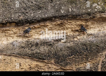 Zwei Tauben, gemeinsame Tauben (Columba livia) sitzt auf einem Kliff ledge in ihrer natürlichen Umgebung in Malta, Europa. Stockfoto