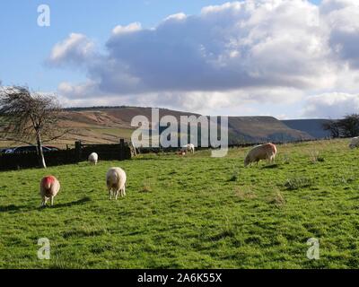 Schafe weiden in den Feldern auf die Pennine Moors oben Holmfirth in Yorkshire, England auf einem hellen aber bewölkt Herbst Tag Stockfoto