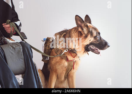 Hirte, service Hund mit dem Eigentümer die ungültige Rollstuhlfahrer Stockfoto