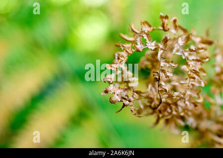 Nahaufnahme von einem toten Stück der Adlerfarn (Pteridium aquilinum), zeigt die Braun geringelt Flugblätter vor dem Hintergrund der gesunden grünen Pflanzen. Stockfoto