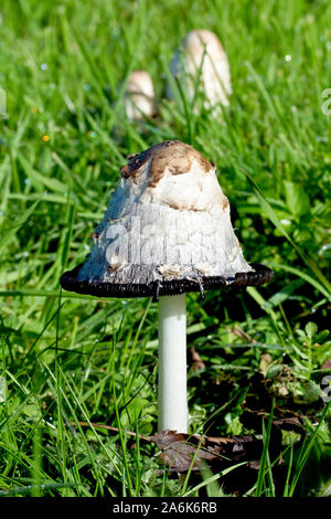 Shaggy Inkcap (Coprinus comatus), auch als Shaggy Kappen oder der Rechtsanwalt Perücke bekannt, die sich aus einem einzigen Fruchtkörper mit anderen im Hintergrund schliessen. Stockfoto