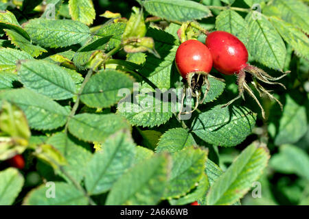 Sweet Briar (Rosa rubiginosa), auch als heckenrose oder Apple duftende Rose bekannt, in der Nähe der Hüfte entwickeln Auf der Bush, der kelchblätter noch angebracht. Stockfoto
