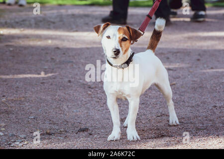 Jack Russell Terrier an der Dog Show, eine Ausstellung im Freien Stockfoto