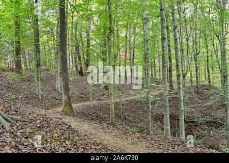 Wanderweg unter jungen Buche Wald in Charlottesville Virginia Stockfoto