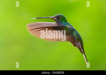 White-tailed Hillstar - Urochroa bougueri, schöne farbige Hummingbird von Andinen Pisten von Südamerika, Hollin Wasserfall, Ecuador. Stockfoto