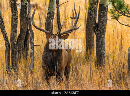 Eine große Bull Elk Roaming der Wald im Herbst Stockfoto