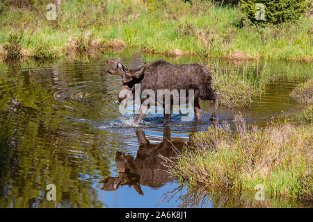 Ein Bull Moose mit Samt Geweih in einem Feuchtgebiet Wiese in Colorado Stockfoto